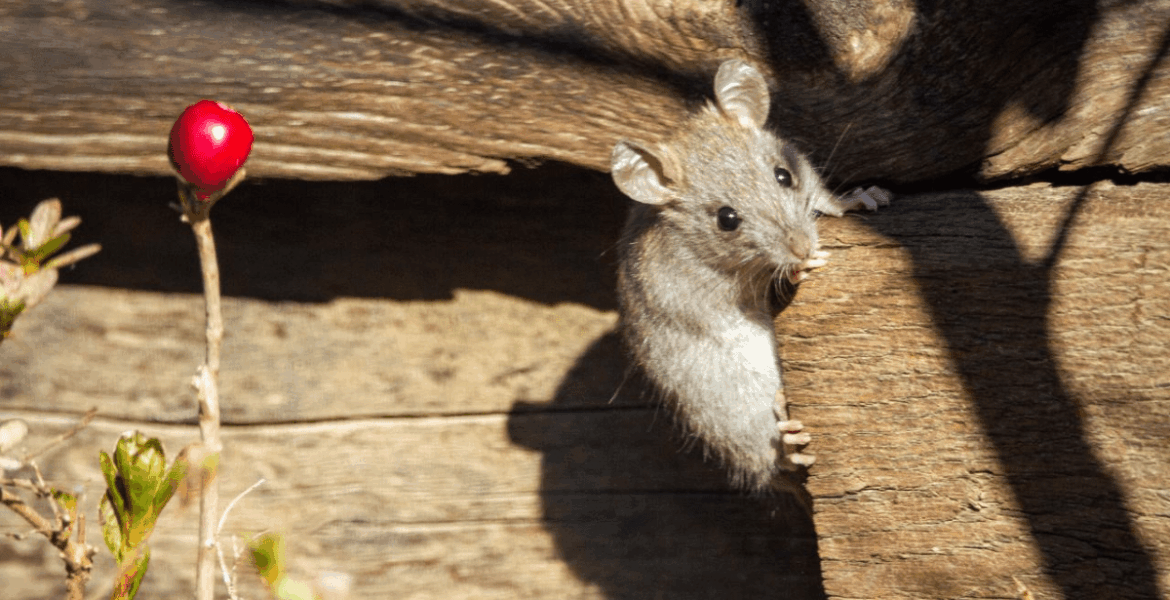 5 Penyebab Rumah Dimasuki Tikus