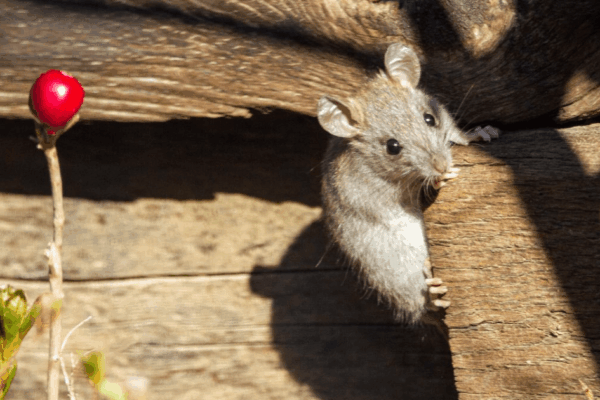 5 Penyebab Rumah Dimasuki Tikus