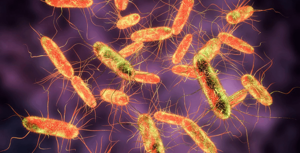 Tifus gejala penyebab pengobatan