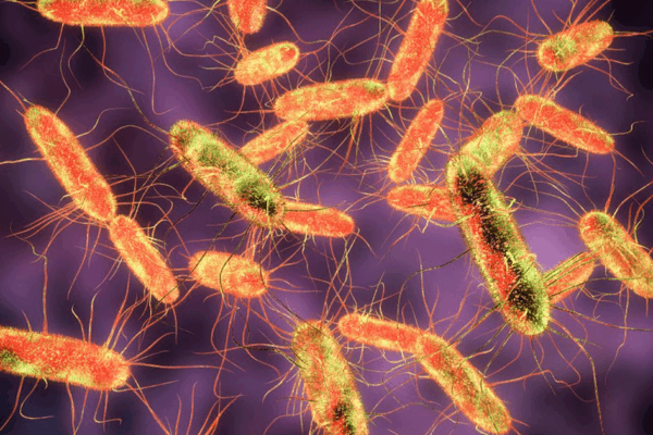 Tifus gejala penyebab pengobatan